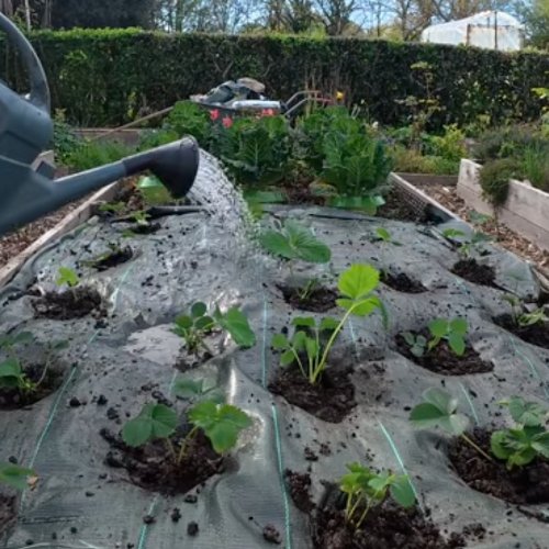 Arrosage des jeunes plants de fraisiers à travers la bâche tissée, juste après la replantation.