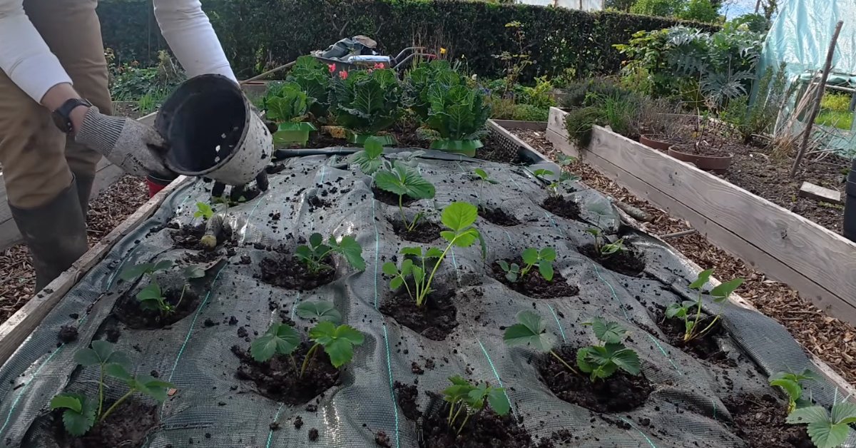 Arrosage de jeunes fraisiers fraîchement plantés dans un bac couvert d'une toile de paillage, au potager breton.
