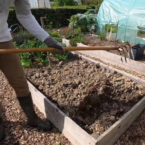 Travail du vieux substrat au croc dans un bac de fraisiers, au potager breton.