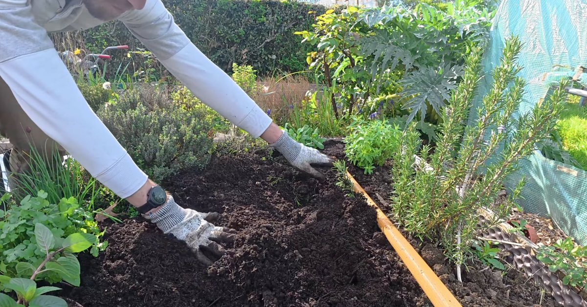 Bac d'aromatiques au printemps avec menthe, basilic et coriandre fraîchement plantés