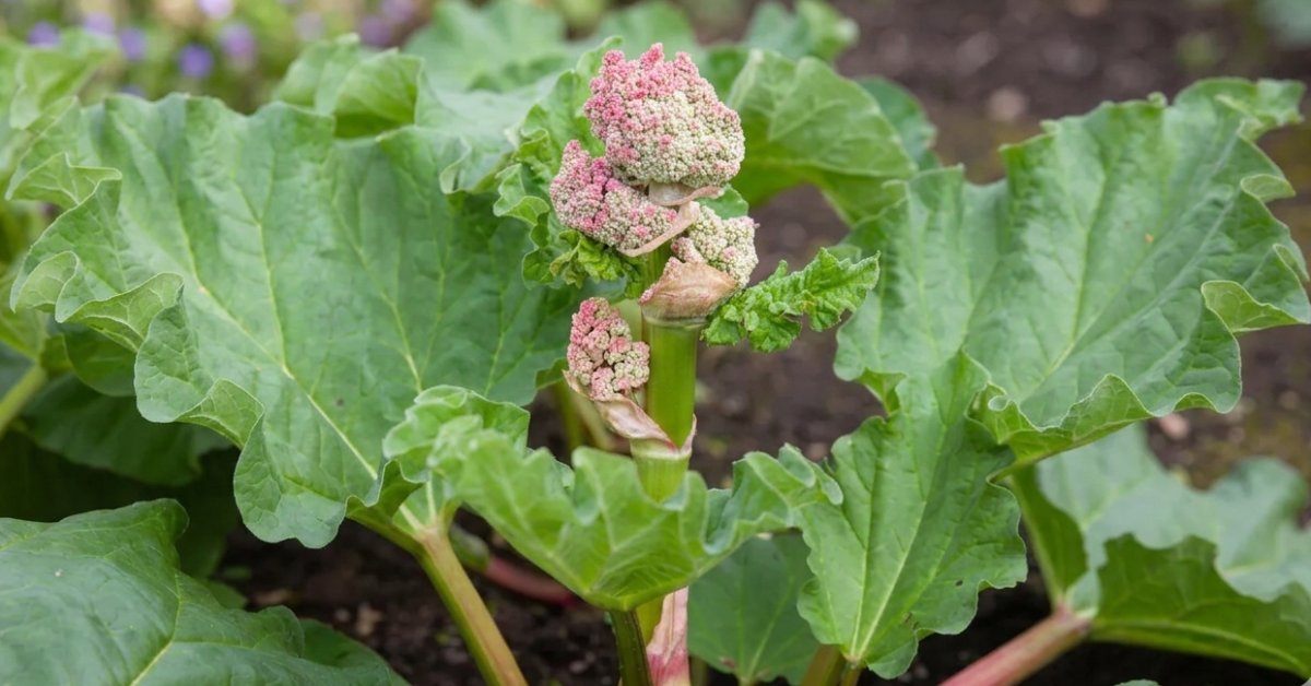 Hampe florale de rhubarbe coupée au ras de la souche